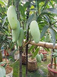 Banana Mango Fruit Plant Manufacturer & Supplier in India